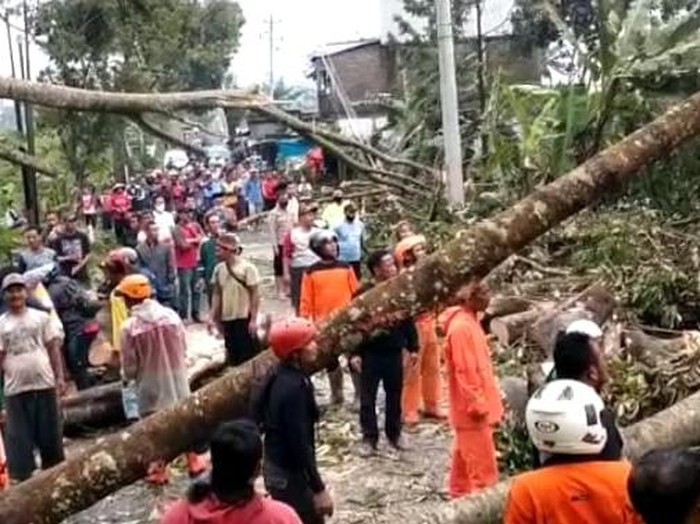 Pohon tumbang di Jalan Kertek – Selomerto.