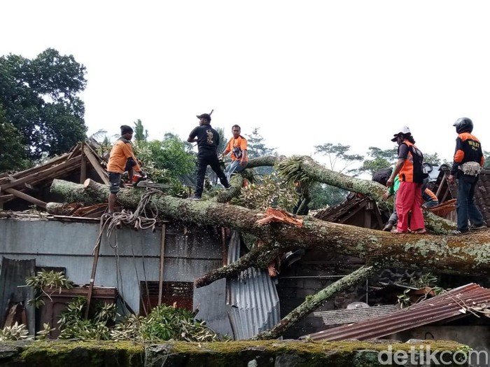 Dampak puting beliung, pohon tumbang menimpa rumah.