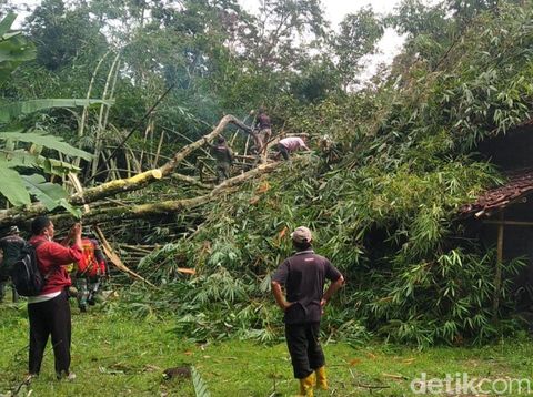 Dampak puting beliung, pohon tumbang menimpa rumah.