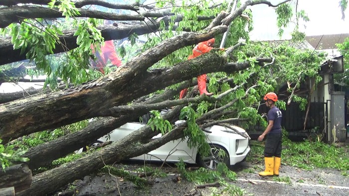 pohon tumbang timpa mobil di lumajang