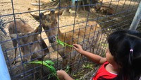 Seorang anak memberi makan Rusa Timor (Rusa timorensis) saat mengunjungi kebun satwa Sukuntex, Kudus, Jawa Tengah, Selasa (1/2/2022). Wisata kebun satwa tersebut menjadi tempat alternatif bagi wisatawan untuk mengisi liburan Tahun Baru Imlek 2573 bersama keluarga. ANTARA FOTO/Yusuf Nugroho.