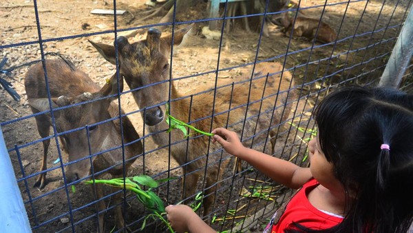 Seorang anak memberi makan Rusa Timor (Rusa timorensis) saat mengunjungi kebun satwa Sukuntex, Kudus, Jawa Tengah, Selasa (1/2/2022). Wisata kebun satwa tersebut menjadi tempat alternatif bagi wisatawan untuk mengisi liburan Tahun Baru Imlek 2573 bersama keluarga. ANTARA FOTO/Yusuf Nugroho. Seorang anak memberi makan Rusa Timor (Rusa timorensis) saat mengunjungi kebun satwa Sukuntex, Kudus, Jawa Tengah, Selasa (1/2/2022). Wisata kebun satwa tersebut menjadi tempat alternatif bagi wisatawan untuk mengisi liburan Tahun Baru Imlek 2573 bersama keluarga. ANTARA FOTO/Yusuf Nugroho.