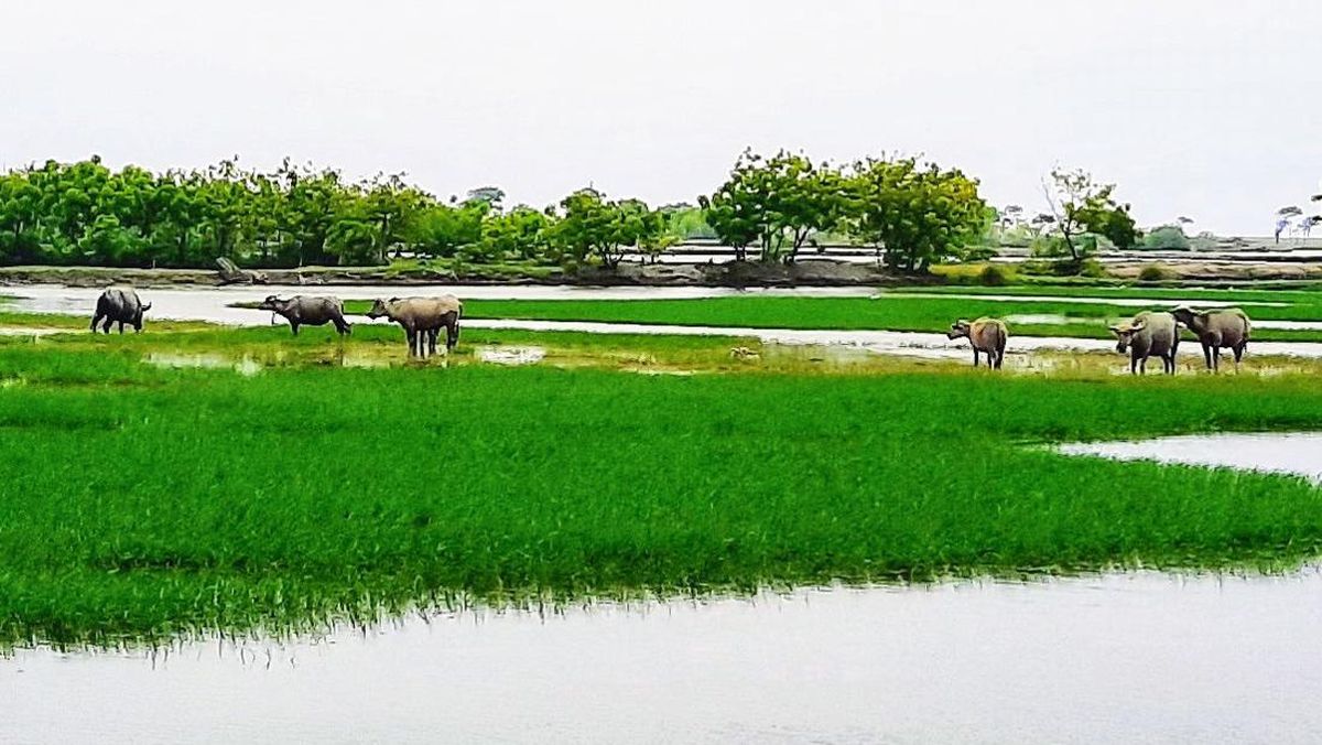 Liburan Seru di Wisata 'Kampung Kerbau' Situbondo Serasa Jadi Koboi