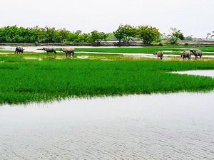 Liburan Seru di Wisata Kampung Kerbau Situbondo Serasa Jadi Koboi