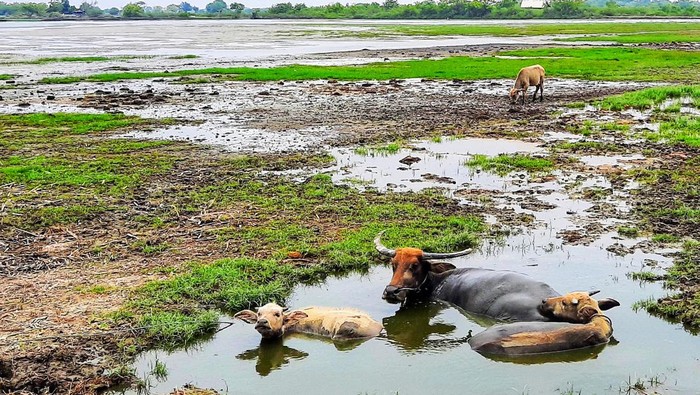 Tengok Wisata Kampung Kerbau Situbondo, Dijamin Mirip Cowboy