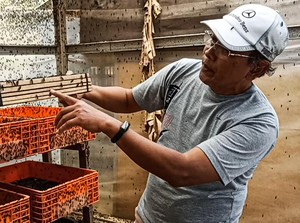 Meraih Cuan Lewat Ternak Pasukan Pelahap Sampah