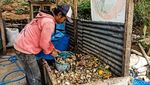 Giat Warga Cimahi Raup Cuan Lewat Ternak Pasukan Pelahap Sampah