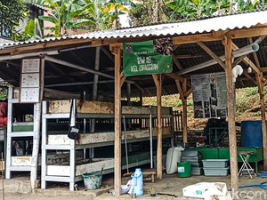 Ajaibnya Rumah Maggot Cimahi yang Kurangi 12 Ton Sampah dalam Sebulan