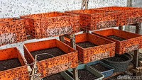 Budidaya ini bisa habiskan 12 ton sampah per bulan. Bahkan, mereka pun hampir kekurangan pasokan sampah. Akhirnya, sampah organik dari Pasar Atas Baru pun dikirim ke sana.