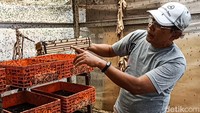 Detikcom pun berkesempatan melihat langsung proses pengolahan sampah hingga menjadi pakan bagi maggot. Sampah dipilah dan dikeringkan beberapa hari. Setelah cukup kering, sampah dipindahkan ke tempat maggot bersarang.