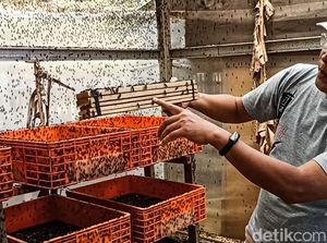 Giat Warga Cimahi Raup Cuan Lewat Ternak Pasukan Pelahap Sampah