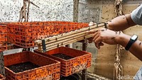 Sementara itu, sebuah tempat tertutup menggunakan insect net sebagai tempat lalat tentara hitam berkembang biak. Nantinya, telur dari lalat akan dipisahkan hingga berubah menjadi pupa atau ulat maggot.