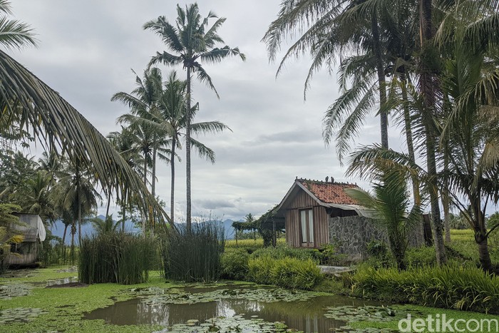 Di bawah nyiur pohon kelapa, di kepung area persawahan dan empang ikan. Diantar jalan setapak dan disuguhi kekayaan makanan lokal. Sensasi itu hanya sebagian dari cerita di Magelang, tepatnya di Kopi Mpat.