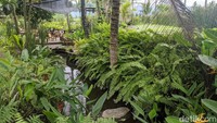 Hijaunya daun dan tanaman membuat makan dan ngopi makin segar.