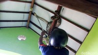 Proses penangkapan cukup sulit lantaran ular seberat 60 kg itu melilit kerangka atap sehingga terhimpit plafon rumah Sumino.