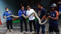Evakuasi ular sanca kembang melibatkan 6 petugas BPBD dan PMK.