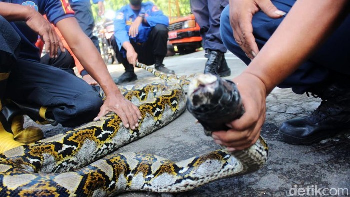 Seekor ular sanca kembang ditemukan di atap balkon lantai dua rumah warga Kelurahan Jelakombo, Jombang. Reptil ini sepanjang 4 meter.