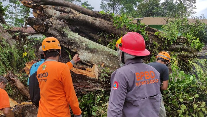 Pohon beringin setinggi 25 meter di Wonosobo tumbang dan menimpa rumah warga.