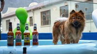 Fasilitas yang bikin kontroversial adalah sampanye anjing. (Superwoof Dog Hotel)