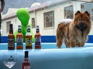 Guk! Hotel Bintang 6 Ini Khusus Anjing