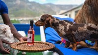 Cape Town dengan mayoritas warga masih di bawah garis kemiskinan menjadi sangat kontras dengan hotel mewah untuk anjing ini. Hotel itu pun dinilai buang-buang uang hanya untuk pelayanan anjing.  (Superwoof Dog Hotel)