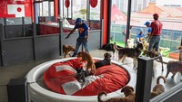 Hotel ini memberikan kenyaman super mewah dan penjagaan selama 24 jam untuk anjing. (Superwoof Dog Hotel)