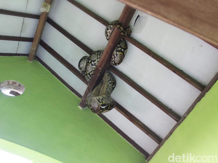 Seekor ular sanca kembang ditemukan nangkring di atap balkon lantai dua rumah warga Kelurahan Jelakombo, Kecamatan/Kabupaten Jombang. Reptil ini sepanjang 4 meter.