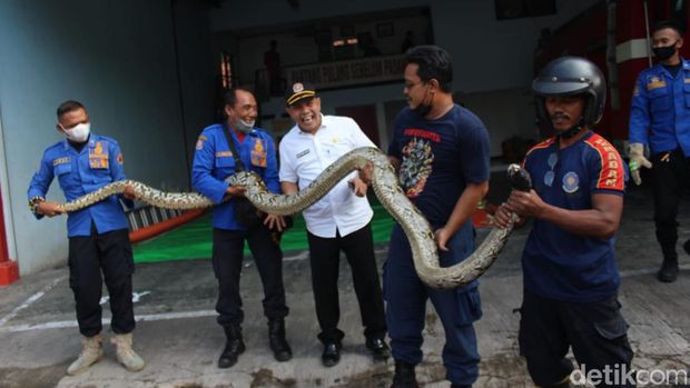 Seekor ular sanca kembang ditemukan nangkring di atap balkon lantai dua rumah warga Kelurahan Jelakombo, Kecamatan/Kabupaten Jombang. Reptil ini sepanjang 4 meter.