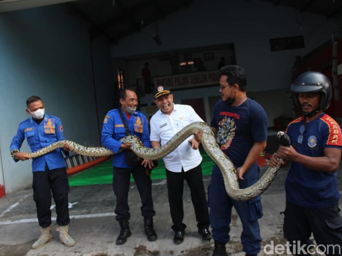 Seekor ular sanca kembang ditemukan nangkring di atap balkon lantai dua rumah warga Kelurahan Jelakombo, Kecamatan/Kabupaten Jombang. Reptil ini sepanjang 4 meter.