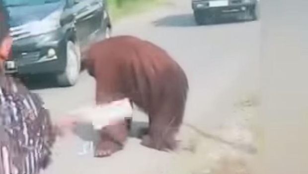Viral orang utan muncul di tengah jalan raya di Kutai Timur, Kaltim.