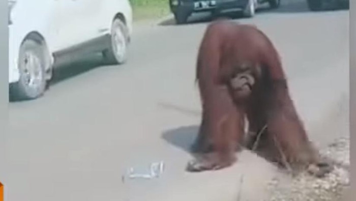 Viral orang utan muncul di tengah jalan raya di Kutai Timur, Kaltim.