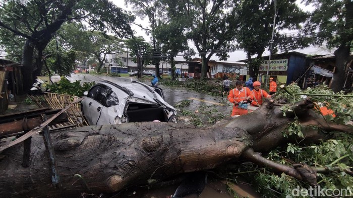 Pohon tumbang dan menimpa sebuah mobil terjadi di Jalan Sunandar Priyo Sudarmo, Kota Malang. Bagian belakang mobil tampak ringsek.