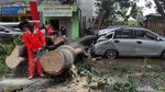 Gegara Angin Kencang, Pohon Tumbang dan Timpa Mobil di Malang
