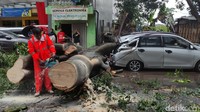 Bagian belakang mobil ringsek akibat tertimpa batang pohon besar. Beruntung Buamat selamat dari kejadian itu.