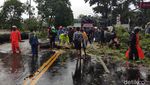 Gegara Angin Kencang, Pohon Tumbang dan Timpa Mobil di Malang
