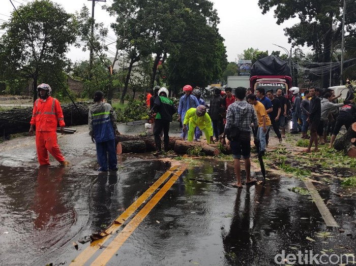 Pohon tumbang dan menimpa sebuah mobil terjadi di Jalan Sunandar Priyo Sudarmo, Kota Malang. Bagian belakang mobil tampak ringsek.