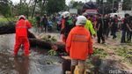 Gegara Angin Kencang, Pohon Tumbang dan Timpa Mobil di Malang