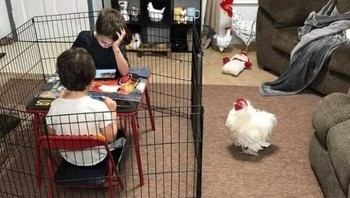 Ini kebalik nggak, sih? Foto: Humansdoinghumanthings via Bored Panda