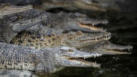 Buaya (Crocodylus sp.) beristirahat di dalam kolam beton, saat dibesarkan untuk diambil daging dan kulitnya di sebuah peternakan di Nakhon Pathom, Thailand, Kamis, (27/1/2022). Harga daging babi, bagian penting dari makanan banyak orang di Thailand, telah melonjak karena kekurangan pasokan. Daging buaya sebagai sumber protein alternatif, mulai meningkat popularitasnya dengan cepat karena harganya menjadi kompetitif.