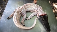 Seorang pekerja mengasinkan buaya berkulit segar untuk dipanggang untuk disajikan kepada pengunjung di Malai Farm, sebuah peternakan hewan dan pusat pembelajaran tentang peternakan di Phetchaburi, Thailand, (2/2/2022). Thailand adalah salah satu produsen buaya teratas di dunia dengan perkiraan 700.000 buaya dipelihara di peternakan seperti dilansir Bangkok Post.