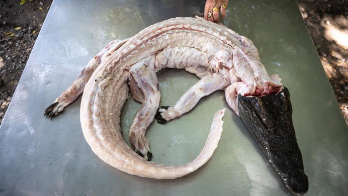 Olahan Daging Buaya Laris Manis Kala Babi Mahal di Thailand Minat terhadap daging buaya di Thailand meningkat karena melonjaknya harga daging babi. Olahan daging buaya pun kian laris, Kamis, (3/2/2022).