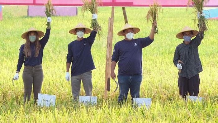 Panen Raya di Desa Ngadirejo Trenggalek Panen raya digelar di Desa Ngadirejo, Trenggalek, Jawa Timur. Bayer melalui program 'Better Life Farming' berhasil meningkatkan hasil panen petani.