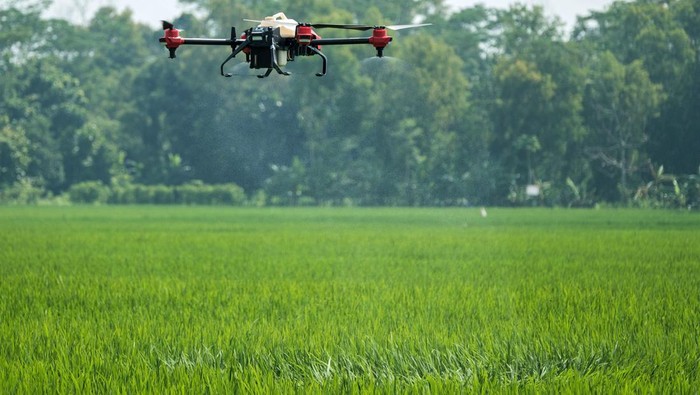 Panen Raya di Desa Ngadirejo Trenggalek Panen raya digelar di Desa Ngadirejo, Trenggalek, Jawa Timur. Bayer melalui program 'Better Life Farming' berhasil meningkatkan hasil panen petani.