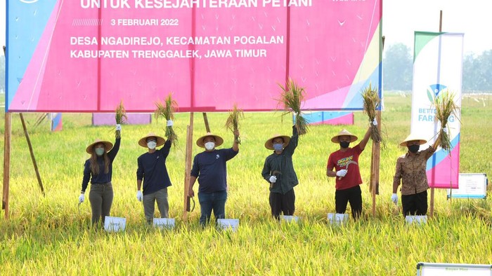 Panen raya digelar di Desa Ngadirejo, Trenggalek, Jawa Timur. Bayer melalui program 'Better Life Farming' berhasil meningkatkan hasil panen petani.
