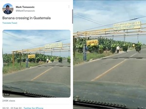 Petani di Guatemala Panen Pisang dengan Teknologi Unik, Begini Caranya