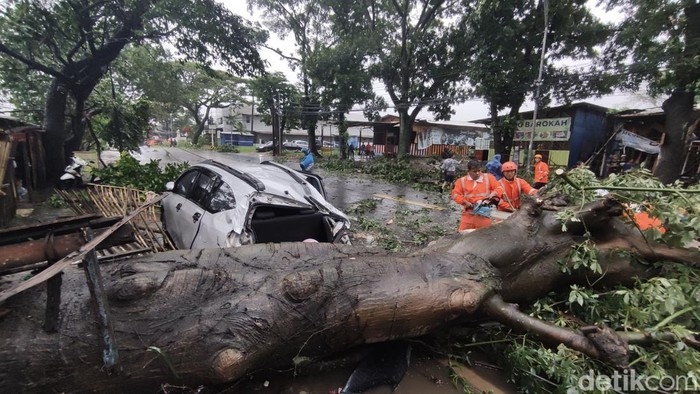 pohon tumbang timpa mobil