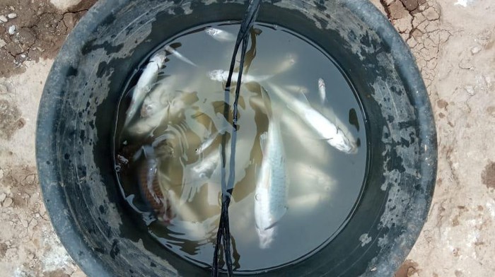 Polisi menyelidiki ikan yang mati mendadak di Sungai Cikaniki, Kabupaten Bogor