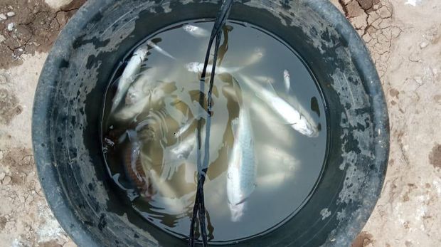 Polisi menyelidiki ikan yang mati mendadak di Sungai Cikaniki, Kabupaten Bogor