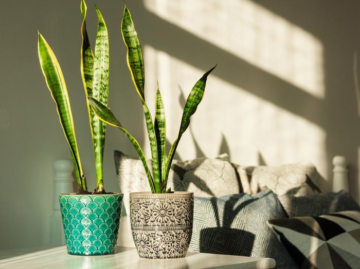 Cozy home interior decor, Sansevieria (snake plant) in ceramic pots on a white table on the background of a bed with decorative pillows, modern design on a sunny day