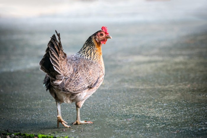 Ilustrasi ayam betina.